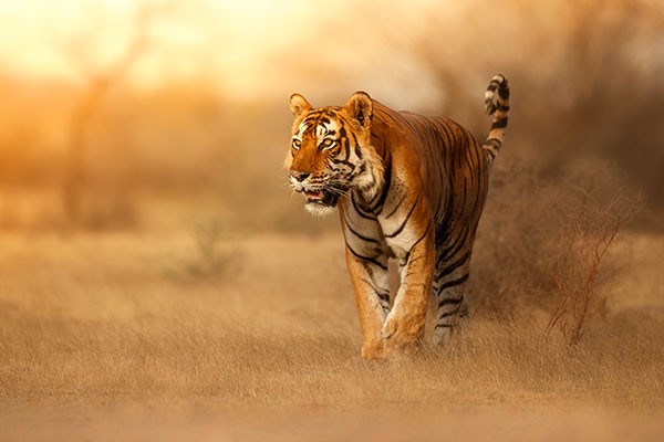 WILDLIFE_2008_Cech-Jr_Vladimir_The-Tiger_407466025cdadea691905.jpg