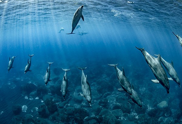 OCEANS_2973_takahashi_reiko_Dolphin-Line_194718455ce0fe39d6674.jpg