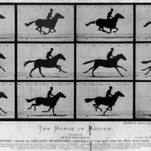 1872年——穆布里奇-动态中的马