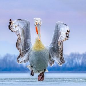 惊艳！2019年度鸟类摄影师大赛获奖作品赏