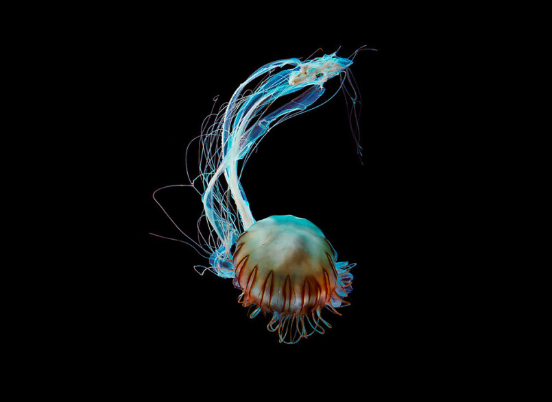 ¹ӰʦDirk Weyer޵ˮĸӰ