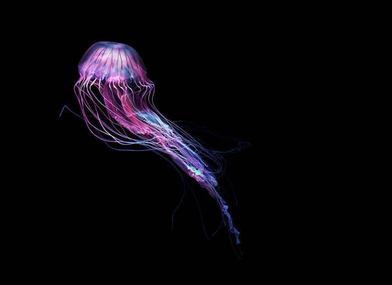 ¹ӰʦDirk Weyer޵ˮĸӰ