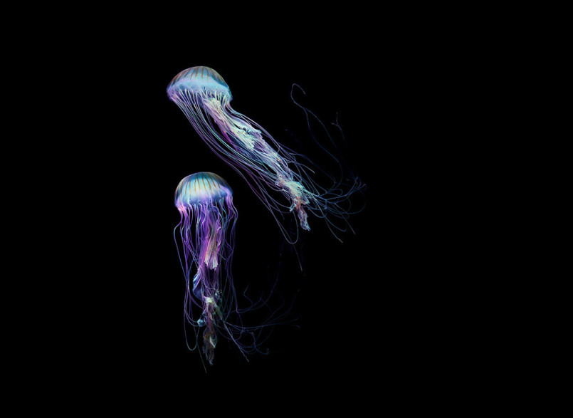 ¹ӰʦDirk Weyer޵ˮĸӰ