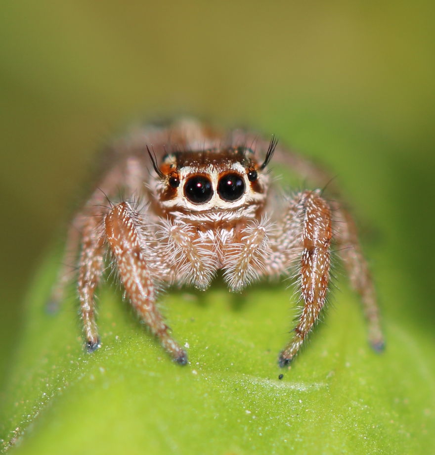 满足微距世界里的好奇 自然中的可爱蜘蛛精灵