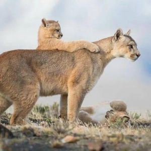 2021年度野生动物艺术摄影师大赛揭晓