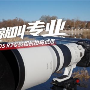 这，就叫专业——佳能EOS R3专微相机拍鸟试用