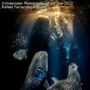 2022年水下摄影师大赛获奖名单出炉