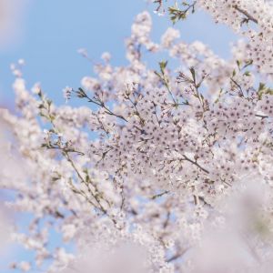 活动即将落幕 尼康邀您共赴春日赏樱之约