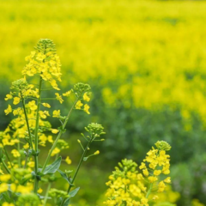 相约安徽·向春而行丨五个不得不看的油菜花海