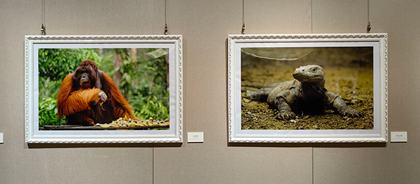 艺术架桥 “千岛之国——印度尼西亚自然人文主题摄影展”在绵阳开幕_fororder_IMG_20231122_071828