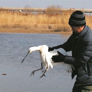 潍坊青州：白琵鹭“落难” 摄影爱好者出手相助