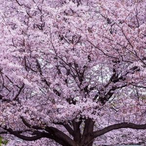 樱花印象丨樱花的盛衰过程